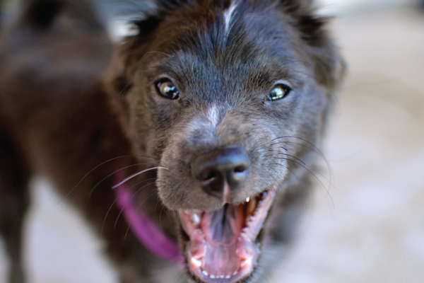 Picture of A Cute Puppy