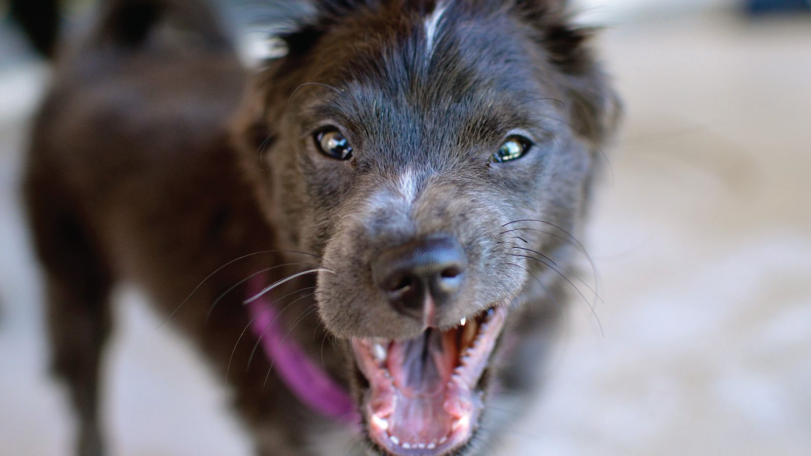 Picture of A Cute Puppy